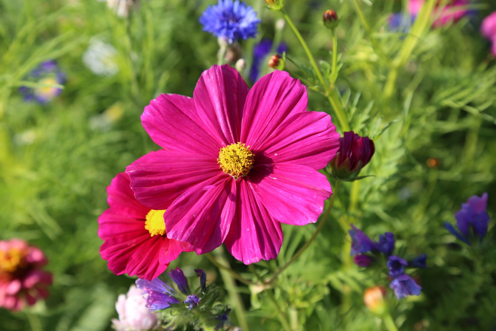 Canon EF 24-105mm F4L IS USM sample photo. Flowers, meadow, flower meadow photography