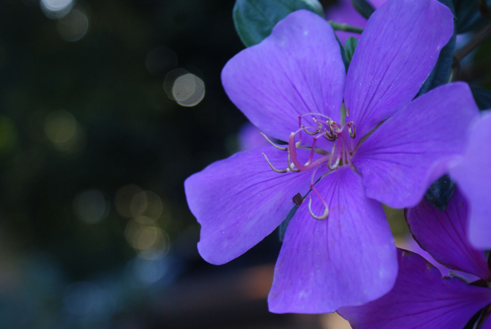 Sony Alpha DSLR-A300 sample photo. Flower, color, violet photography