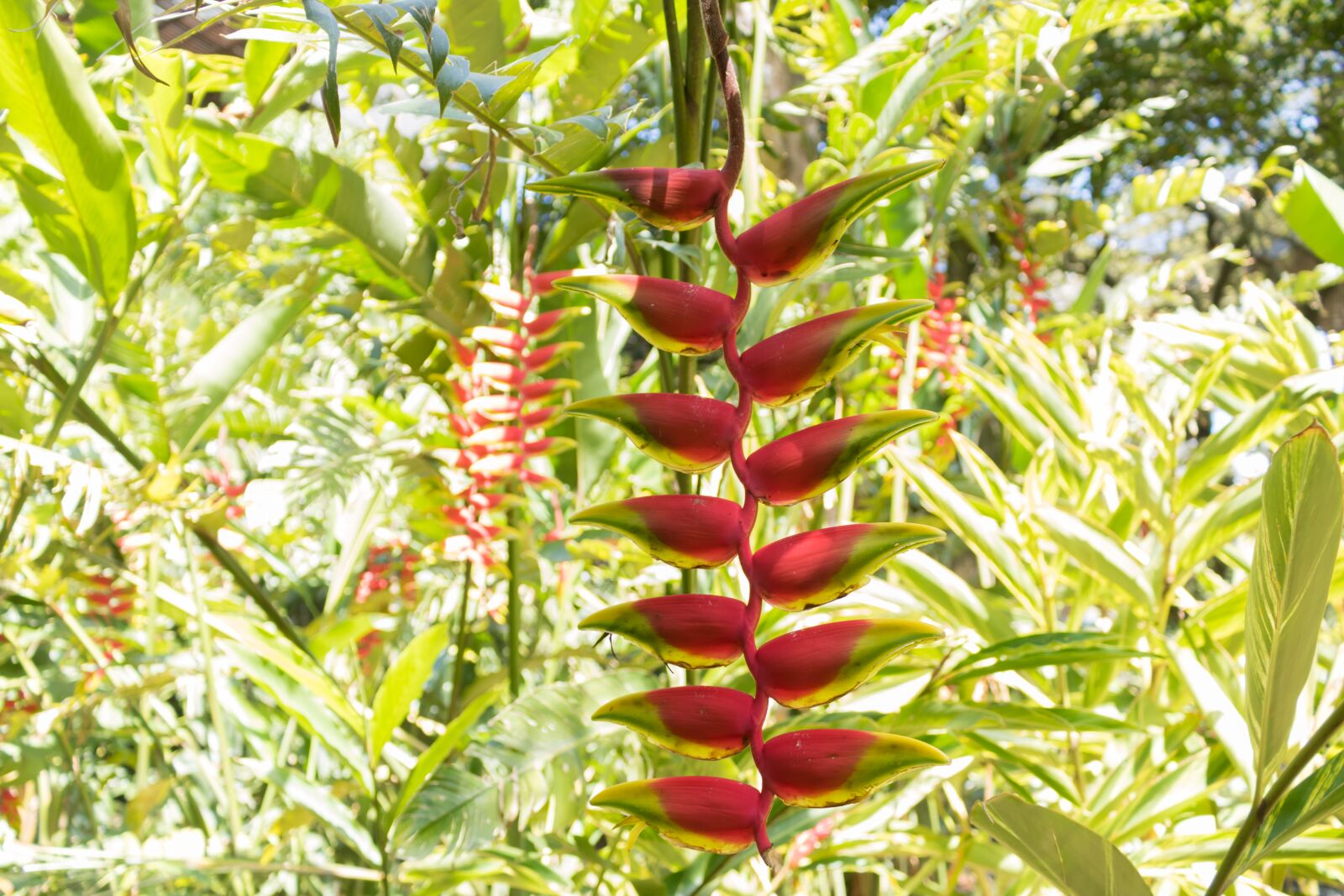 Canon EOS 750D (EOS Rebel T6i / EOS Kiss X8i) sample photo. Heliconia, heliconias, flower photography
