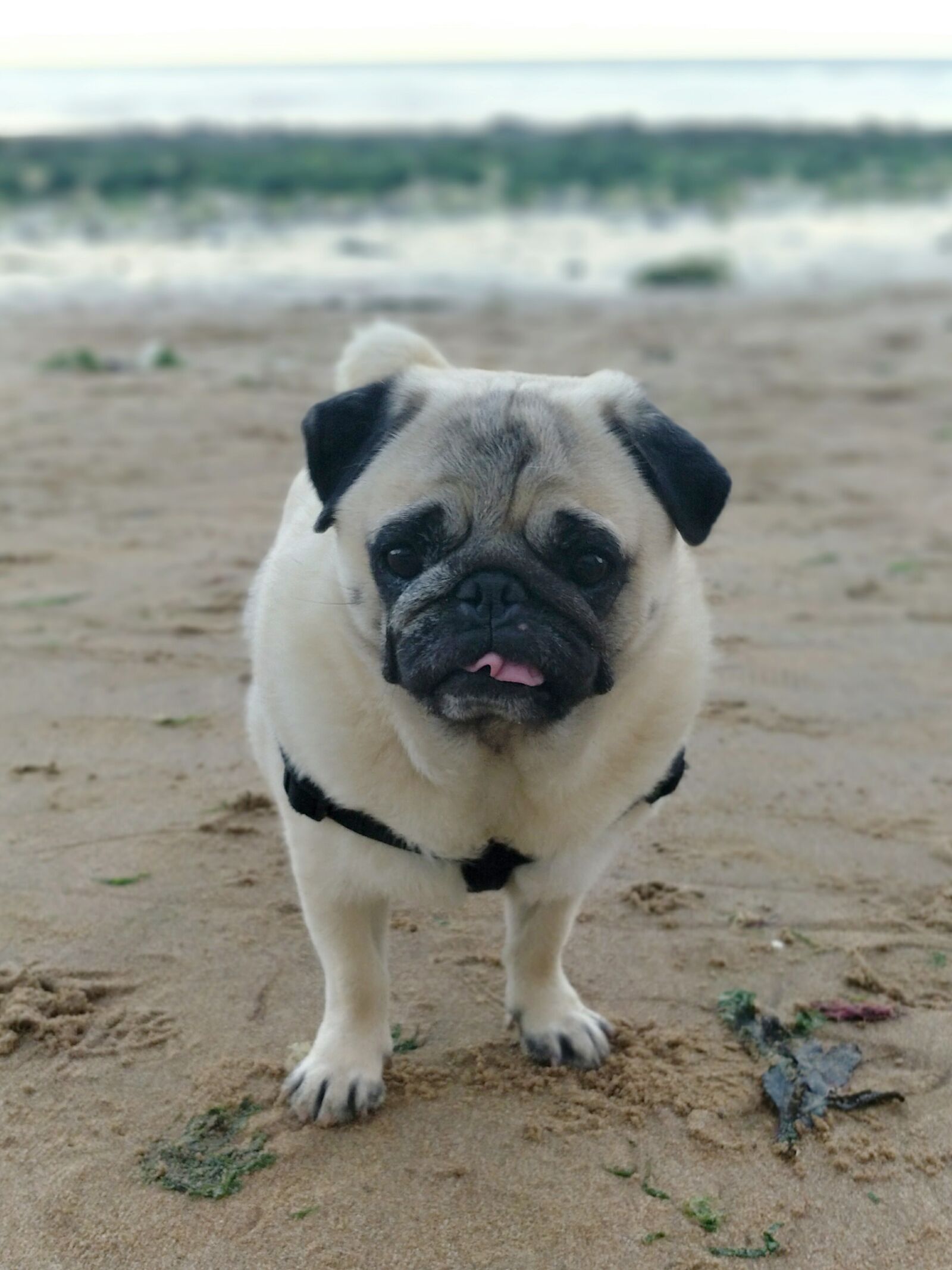 OnePlus 5 sample photo. Animals, pug, dog photography