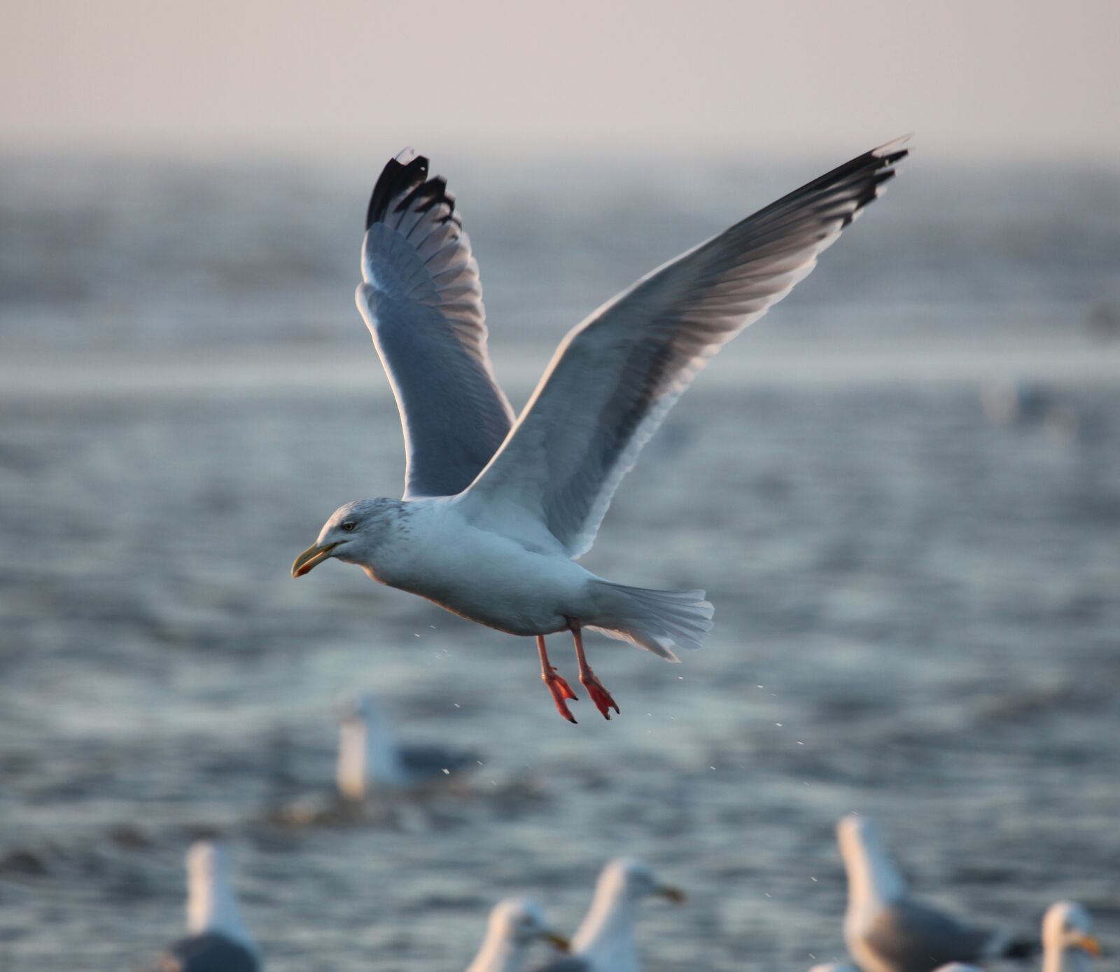 Canon EOS 5D Mark II sample photo. Seagull, sea, flight photography