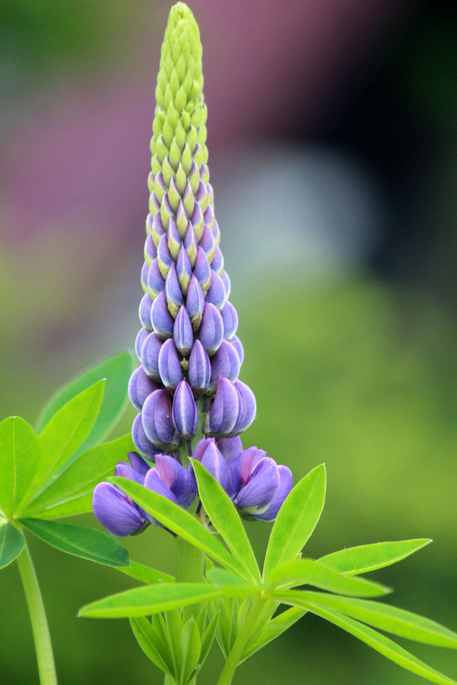 Canon EOS 650D (EOS Rebel T4i / EOS Kiss X6i) sample photo. Lupine, flower, summer photography