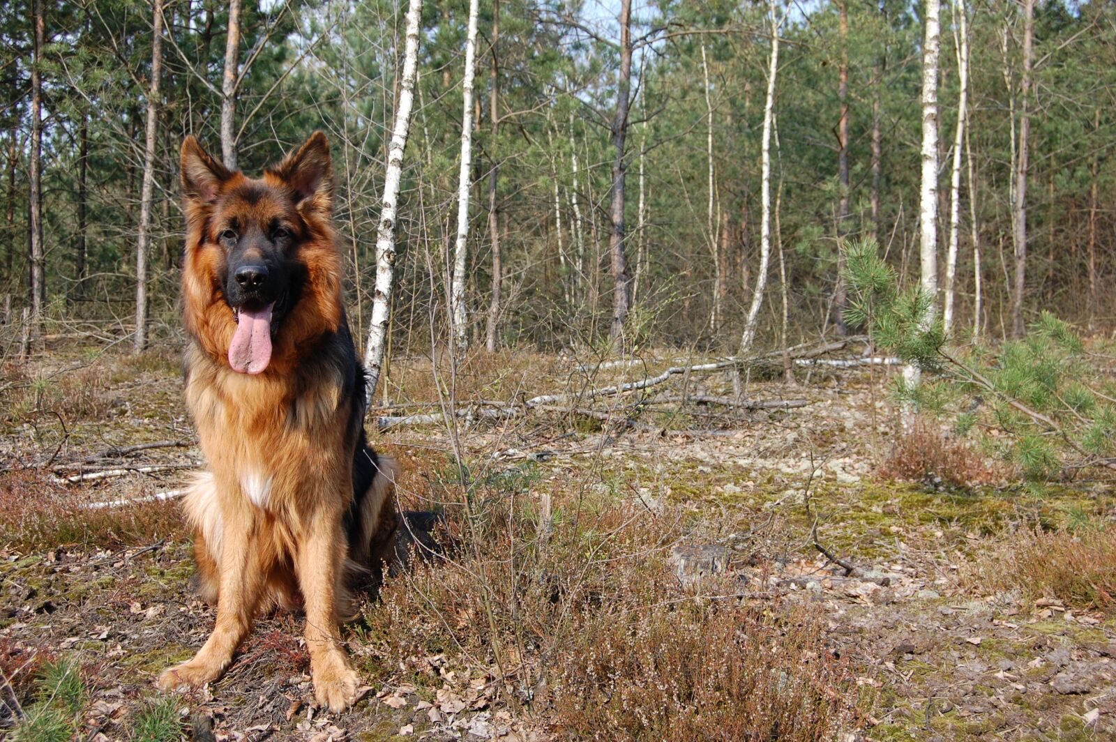 Nikon D40 sample photo. Dog, spring, forest photography
