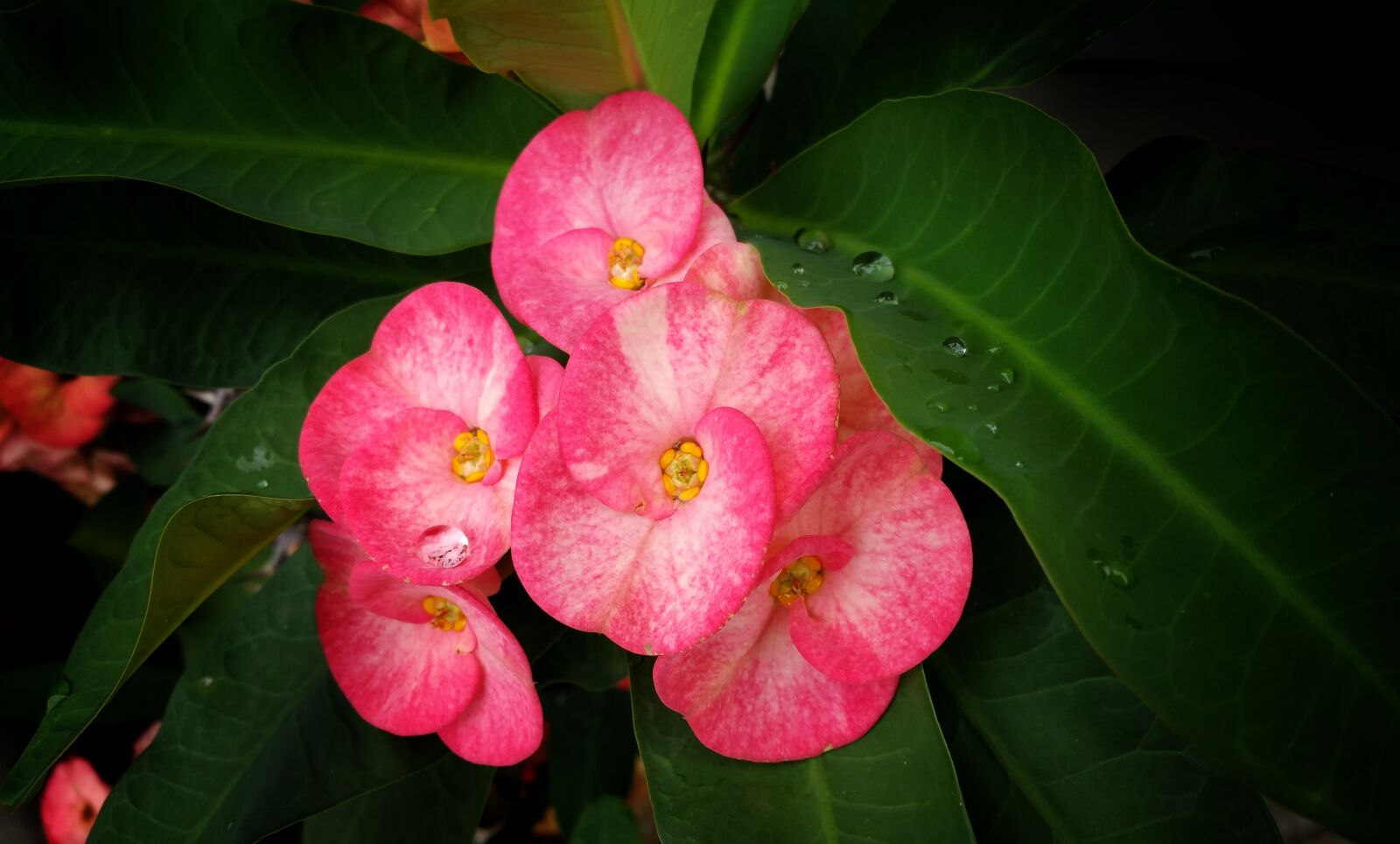 Samsung Galaxy Note4 sample photo. Flowers, pink, water drops photography