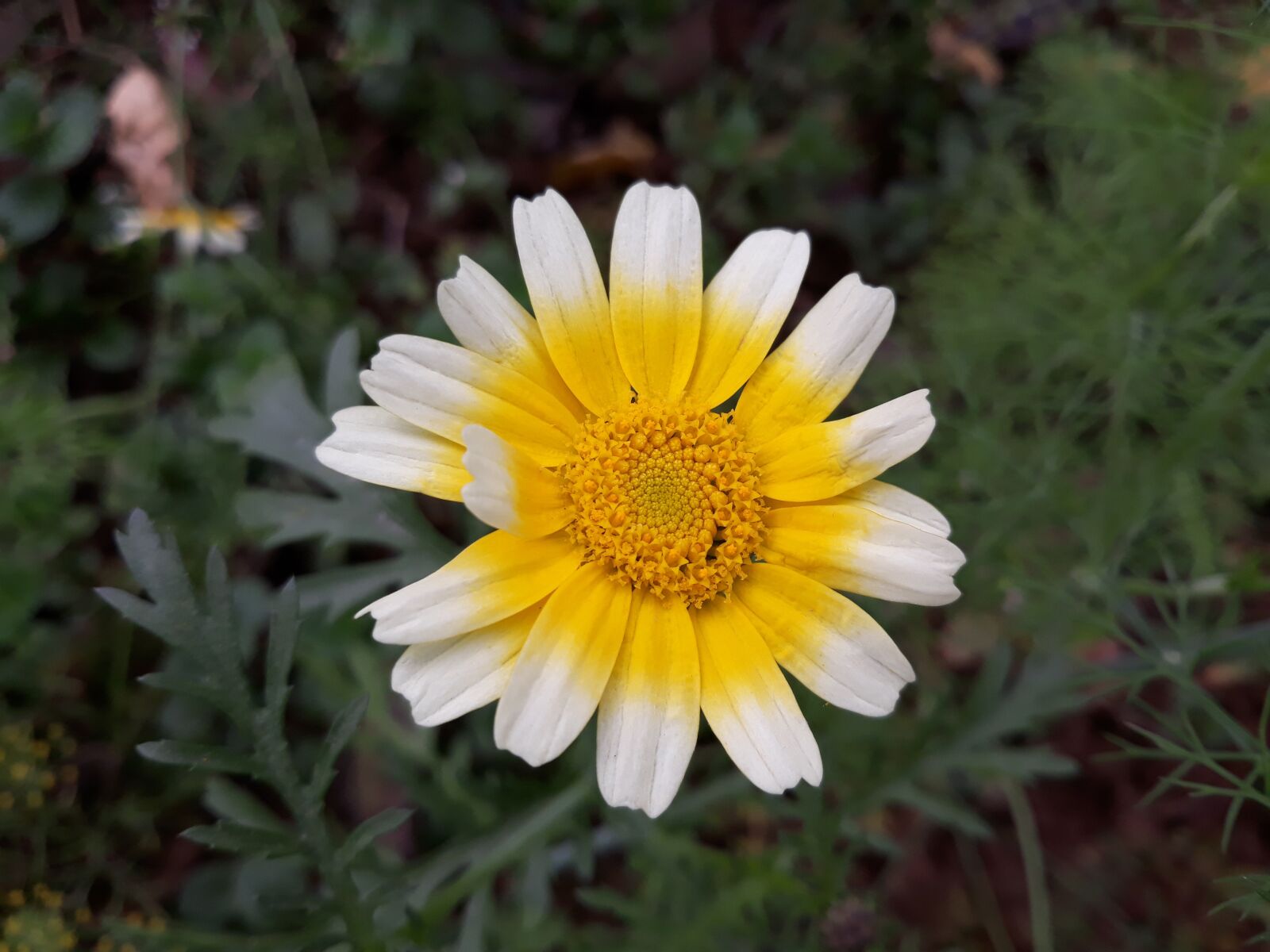 Samsung Galaxy J7 Pro sample photo. Chrysanthemum, yellow, flower photography