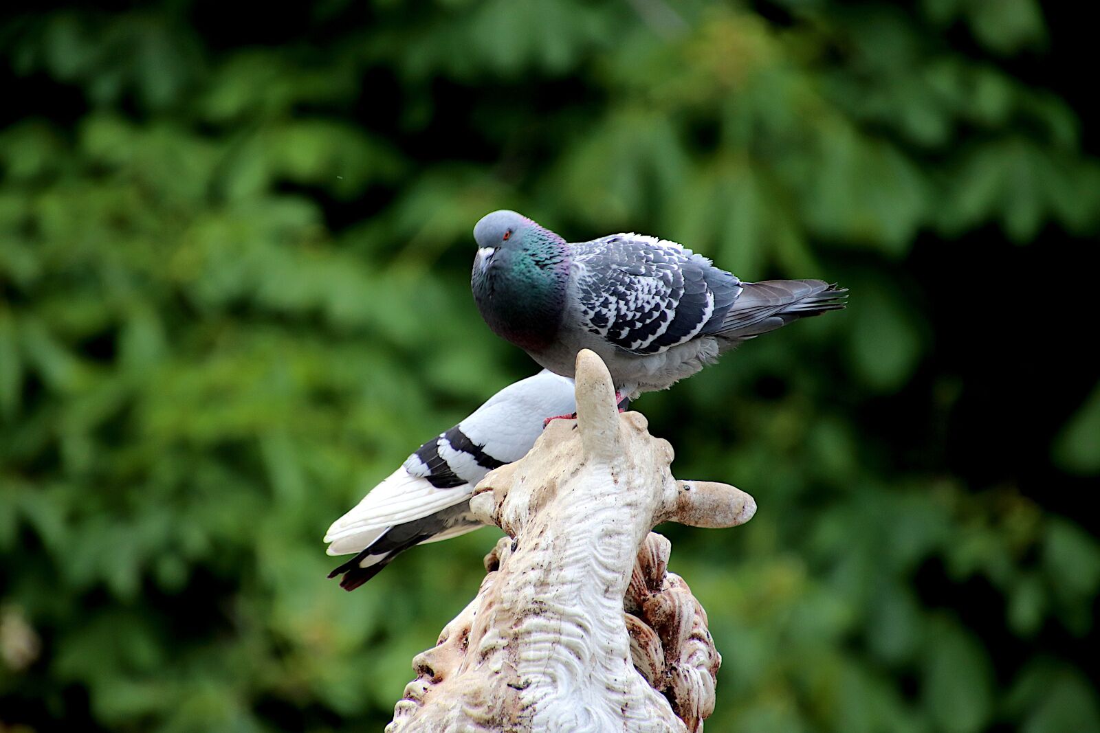 Canon EOS 800D (EOS Rebel T7i / EOS Kiss X9i) sample photo. Pigeons, birds, colour dark photography