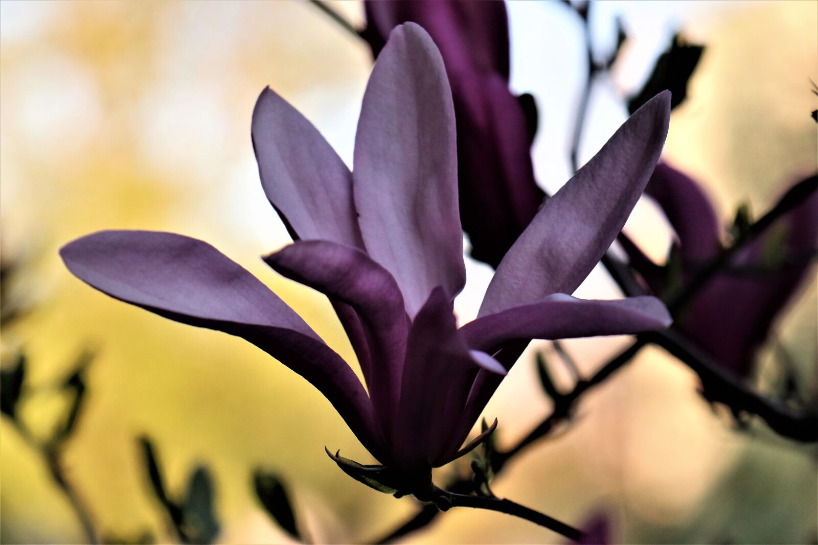 Canon EF-M 18-150mm F3.5-6.3 IS STM sample photo. Magnolia, flowers, boost photography
