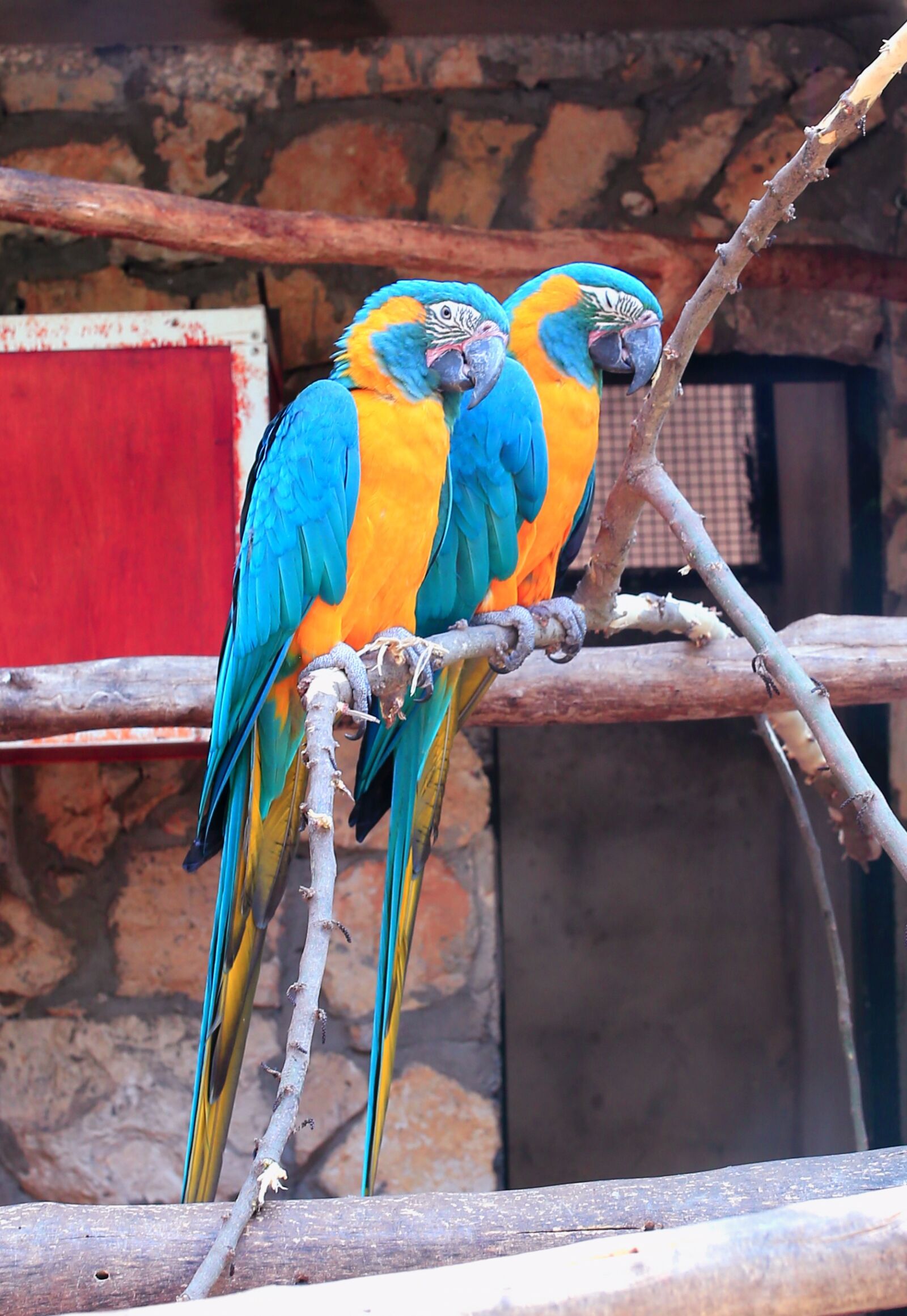 Canon EOS 6D sample photo. Parrots, zoo, bird photography