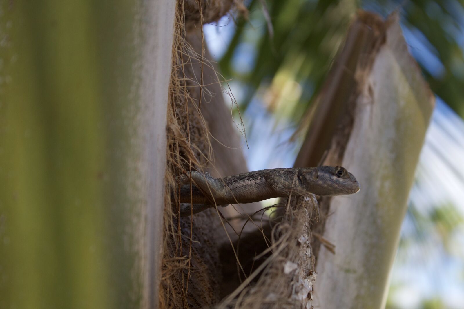Canon EOS 1300D (EOS Rebel T6 / EOS Kiss X80) sample photo. Nature, gecko, lizard photography