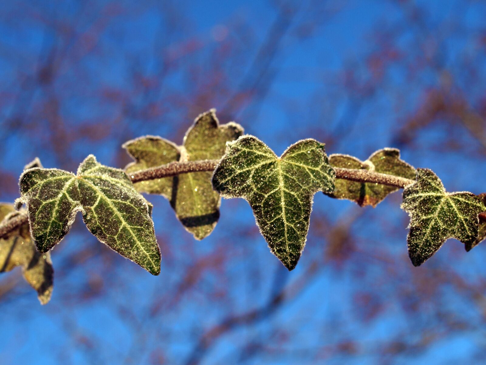 Olympus E-520 (EVOLT E-520) sample photo. Leaves, frost, ivy photography
