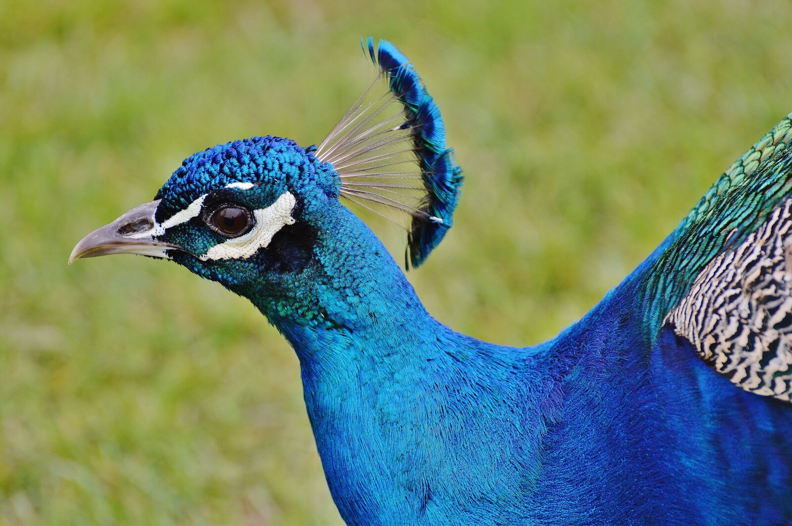 Nikon D3200 sample photo. Peacock, bird, poultry photography