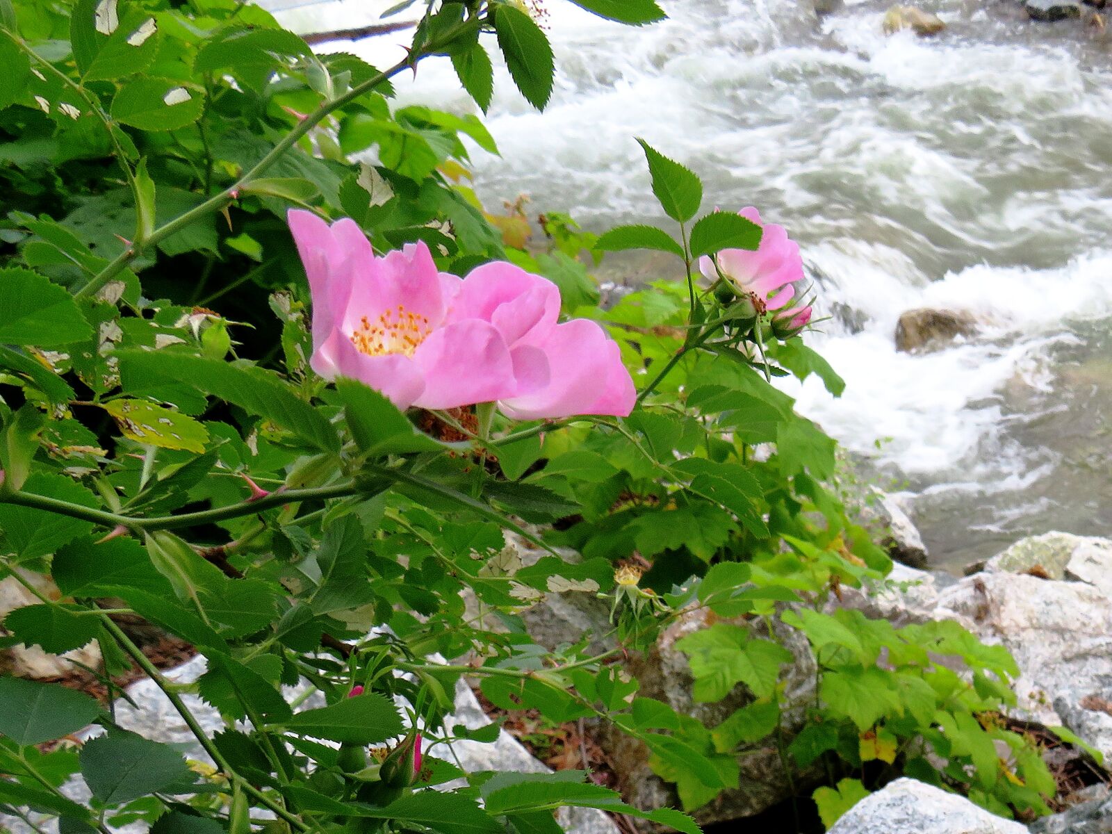 Canon PowerShot SX540 HS + 4.3 - 215.0 mm sample photo. Flower, wild rose, alberta photography
