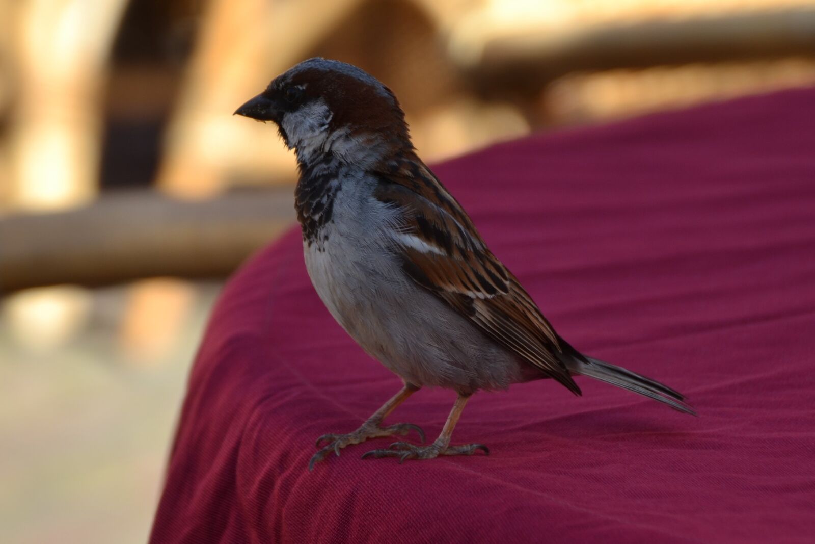 Nikon D3100 sample photo. Sparrow, bird, animal photography