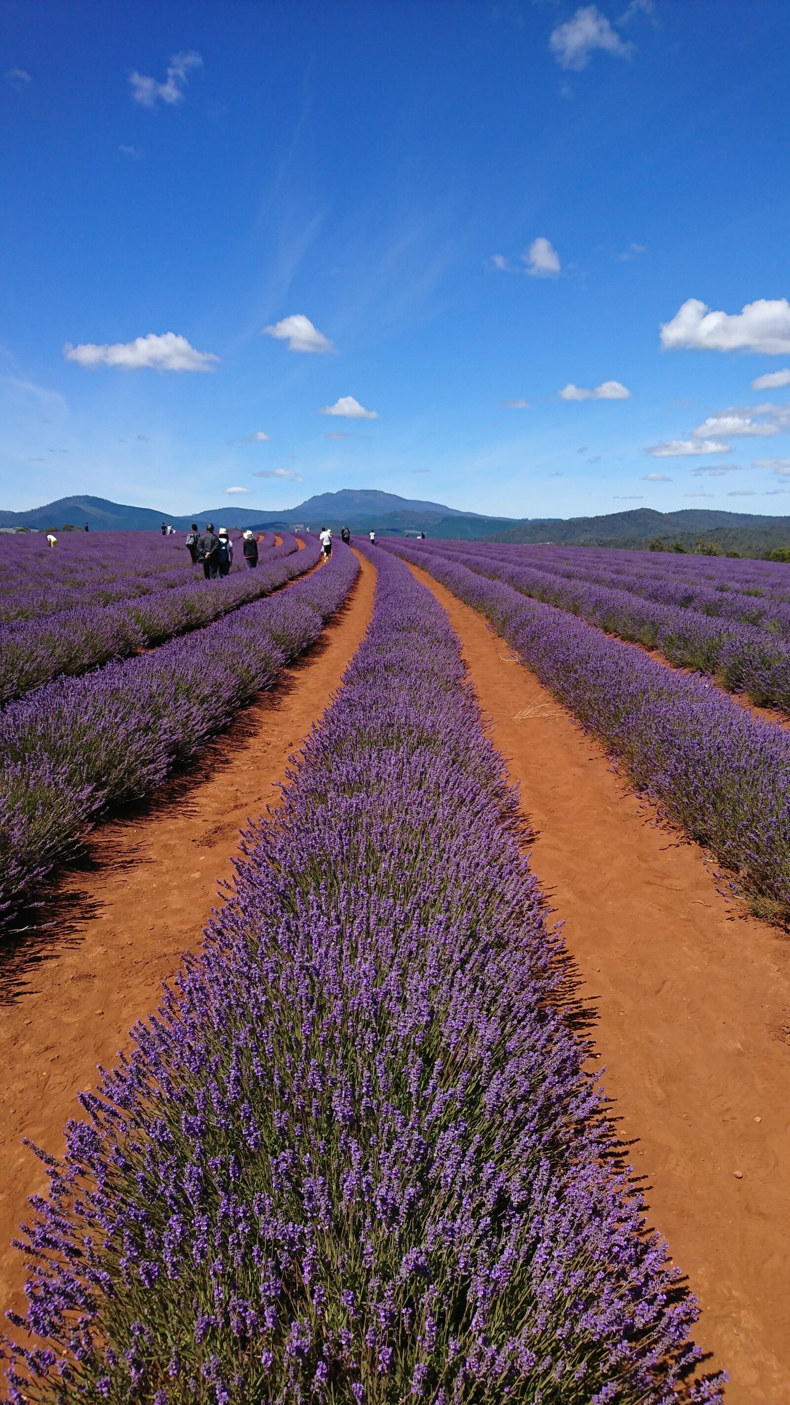 Sony Xperia XZ sample photo. Tasmania, australia, lavender photography