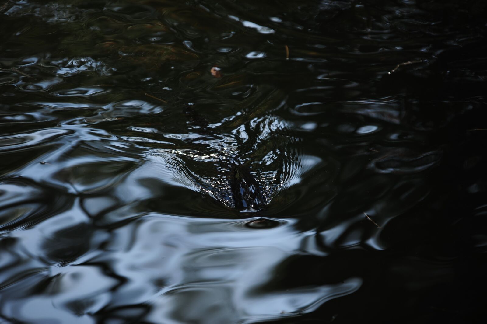 Nikon D700 sample photo. River, ruffling, shade photography