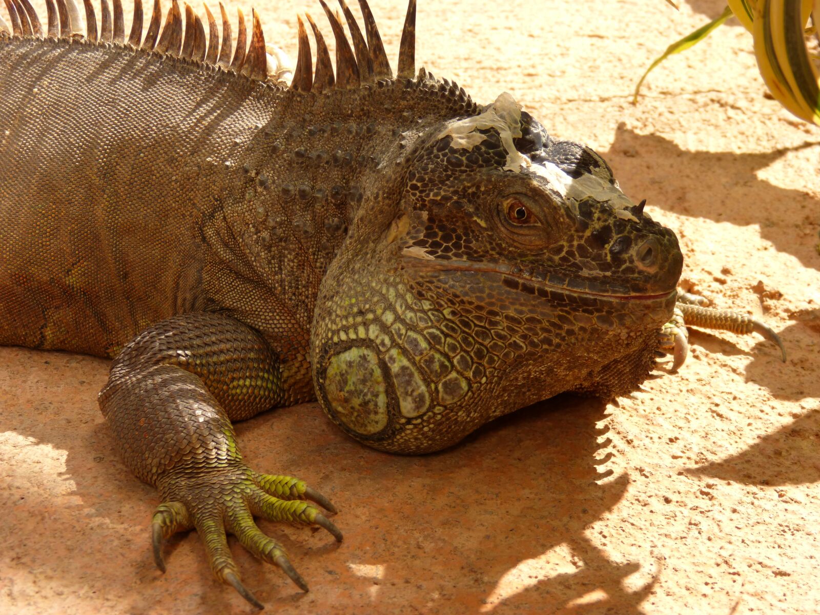 Panasonic DMC-FZ62 sample photo. Iguana, reptile, lizard photography