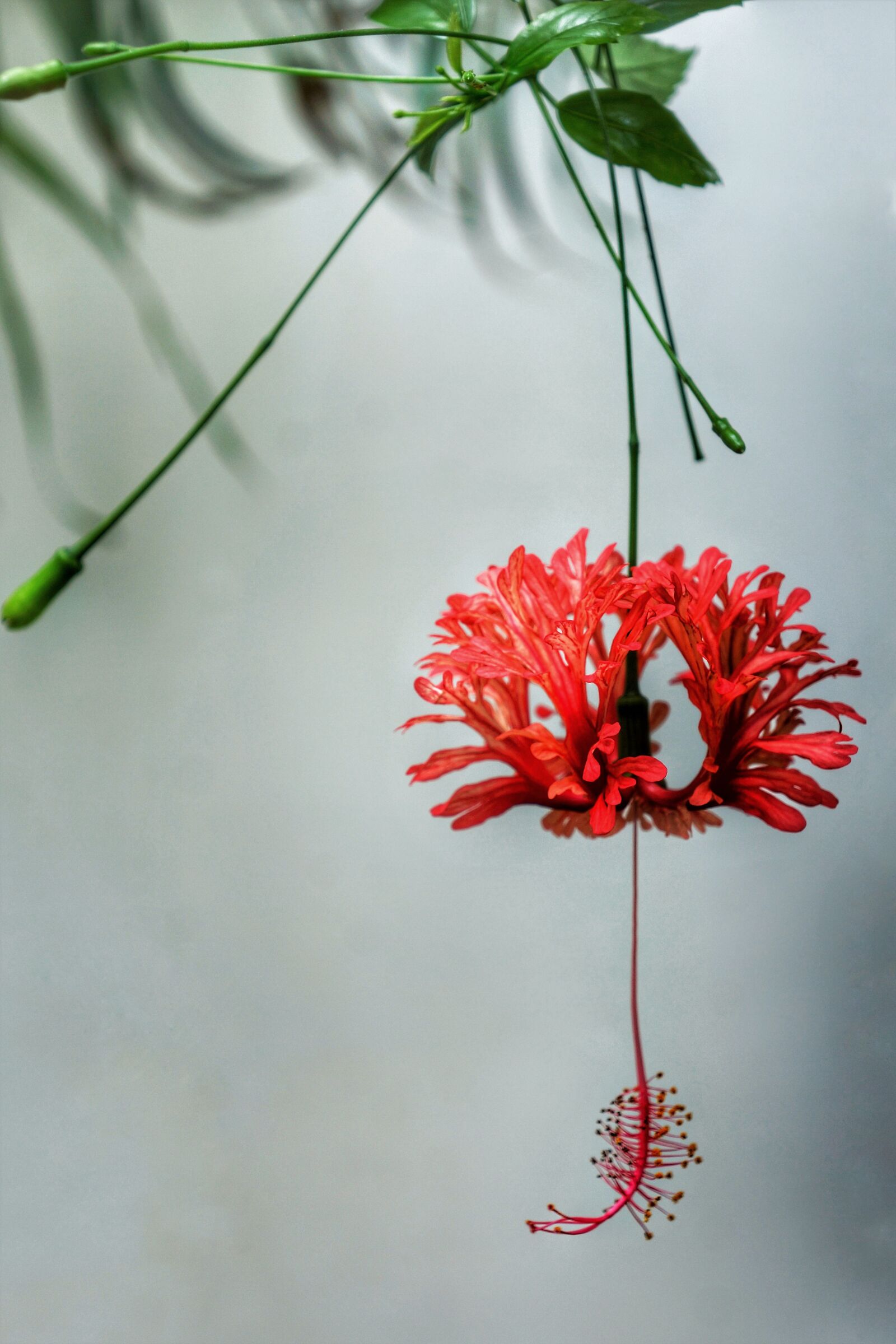 Sony Alpha NEX-7 + Sony E 18-55mm F3.5-5.6 OSS sample photo. Japanese lanterns, spider hibiscus photography