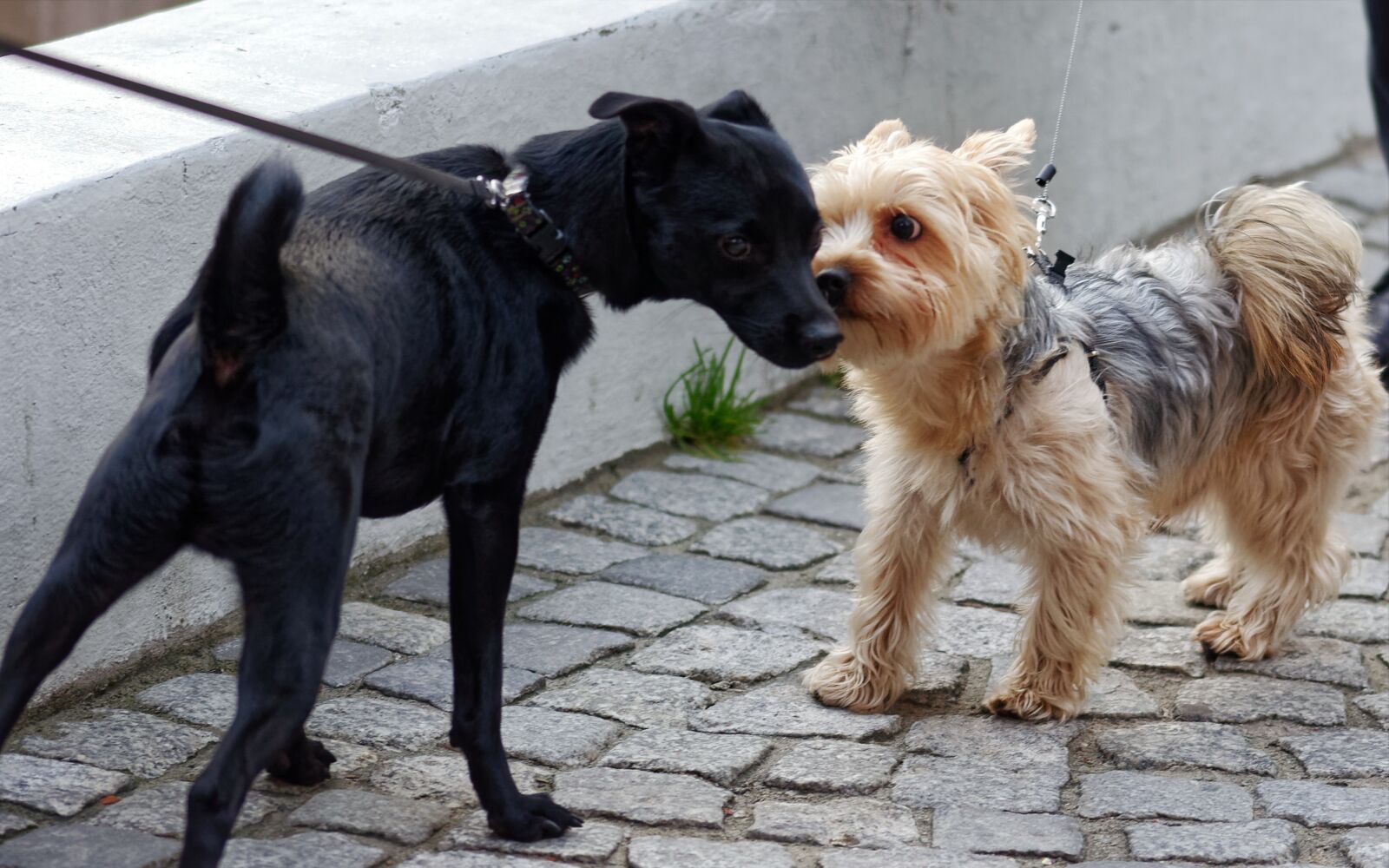 Nikon D5100 sample photo. Dogs, leash, fur photography