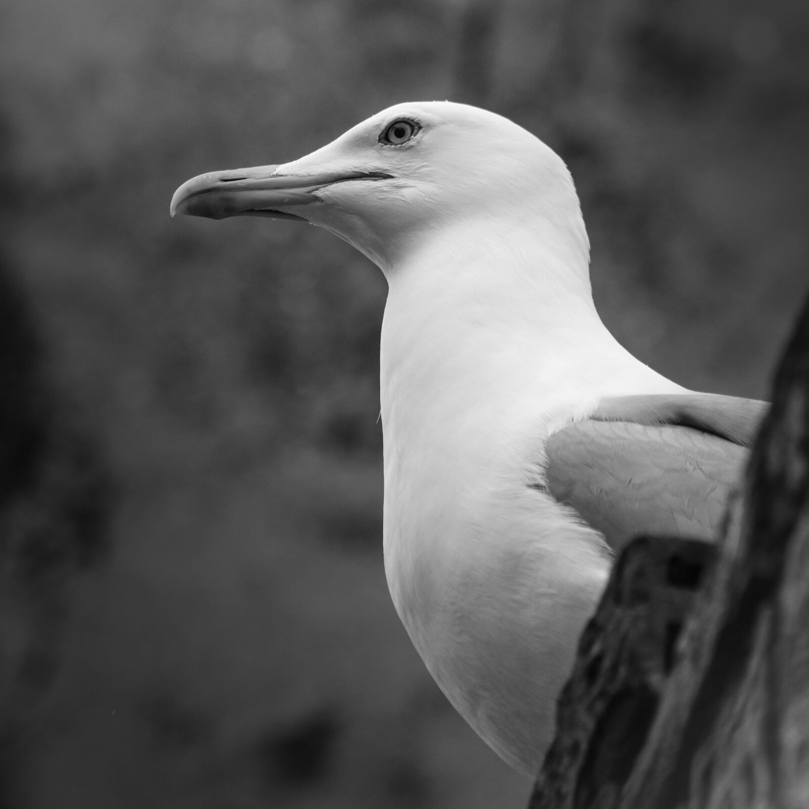 Nikon D7200 sample photo. Seagull, animal, bird photography
