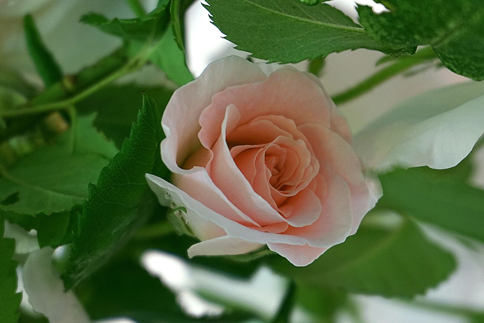 Sony a6000 sample photo. Rose, flower, light pink photography