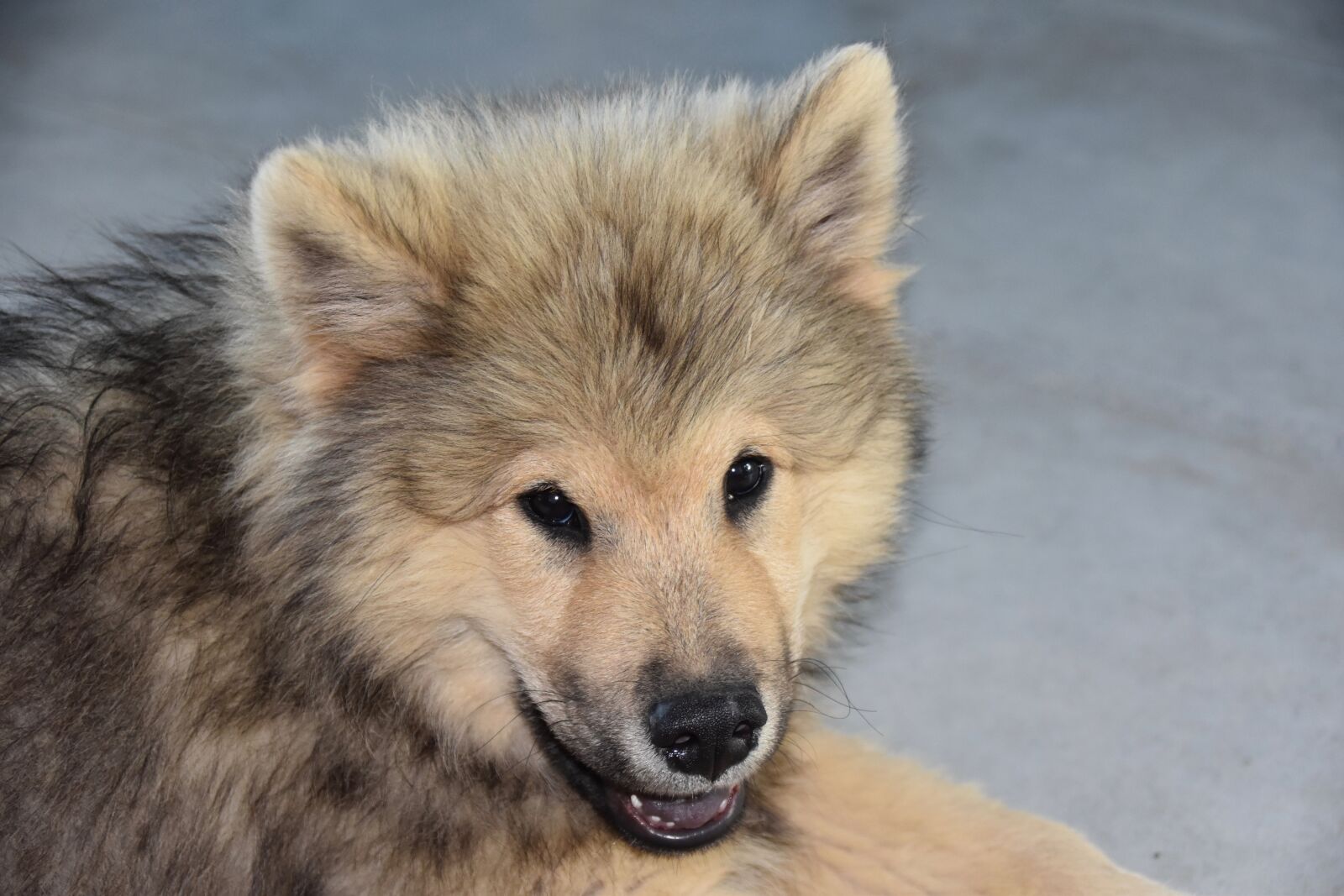 Nikon D5600 sample photo. Dog, eurasier, dog eurasier photography