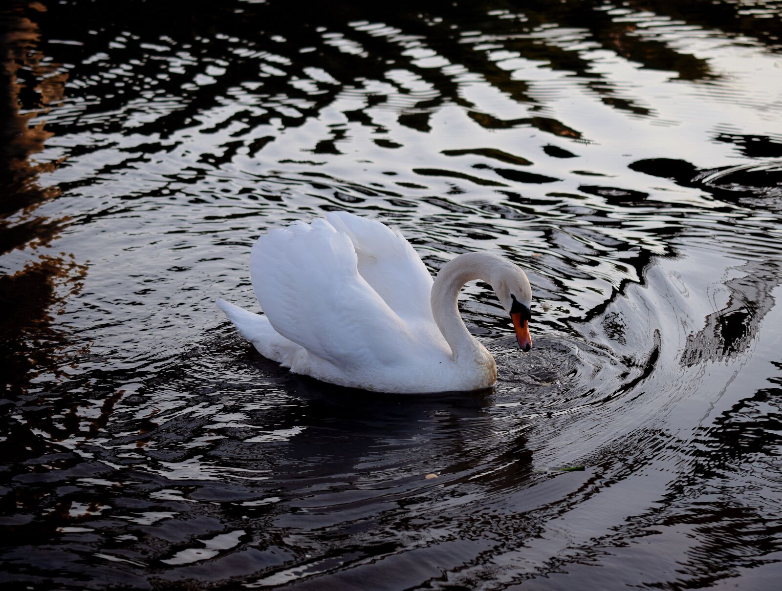 Nikon D5300 sample photo. Swan, ducks, duck bird photography