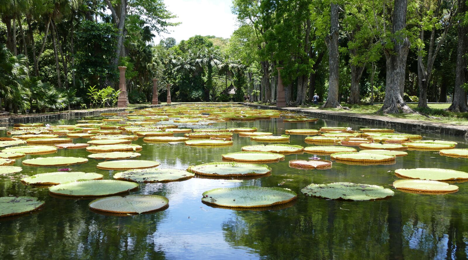 Panasonic Lumix DMC-FZ1000 sample photo. Pamplemousse garden, botanical garden photography