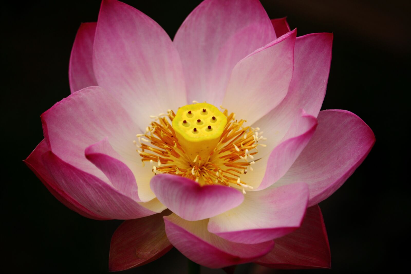 Canon EOS 100D (EOS Rebel SL1 / EOS Kiss X7) sample photo. Lotus, daechung, lotus village photography