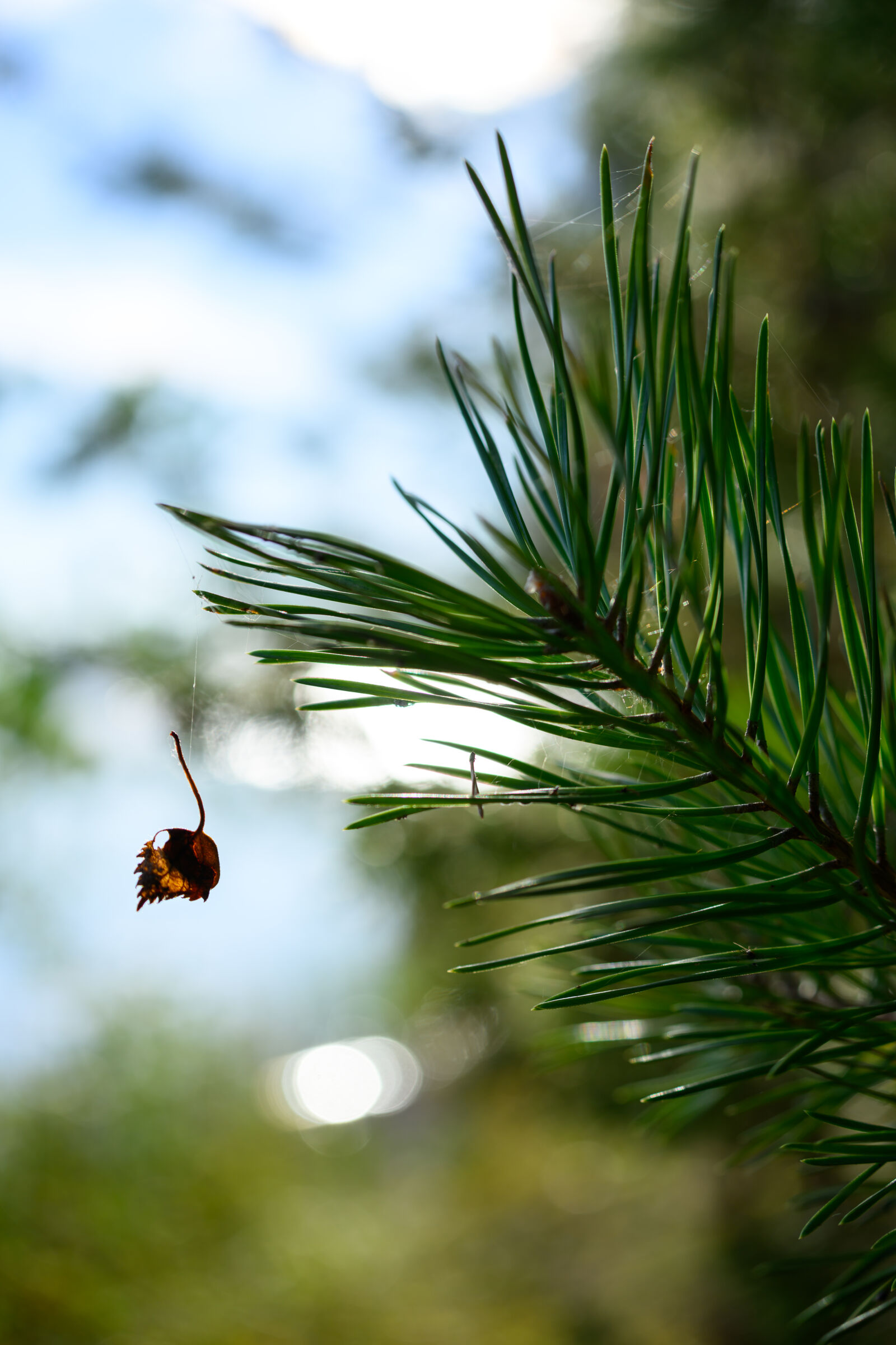 Nikon Z8 sample photo. Leaf bokeh photography