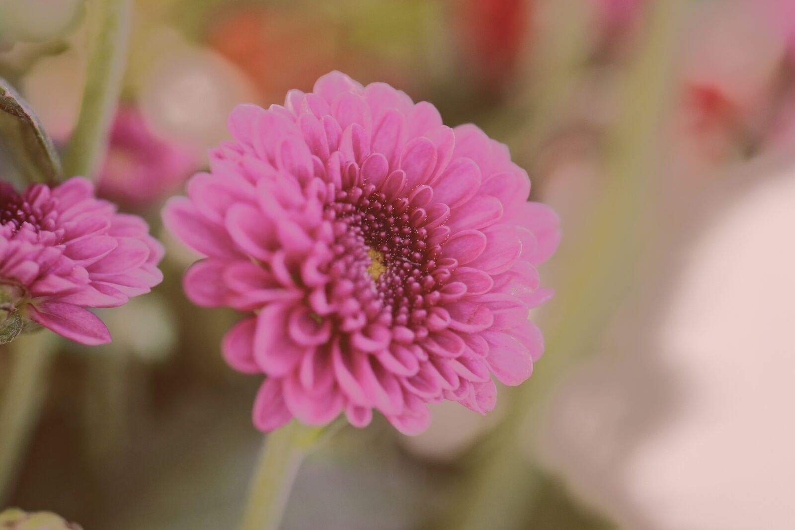Canon EF-S 35mm F2.8 Macro IS STM sample photo. Flower, pink, nature photography