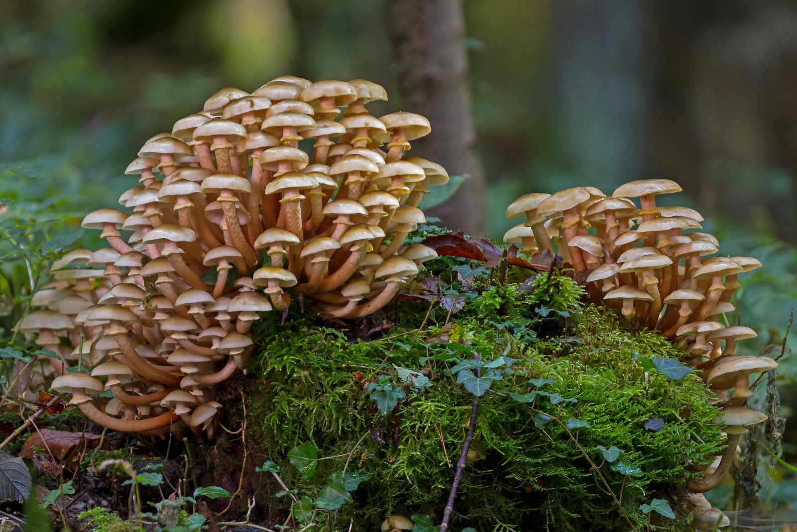 Canon EOS 7D sample photo. Mushrooms, sponge, disc fungus photography