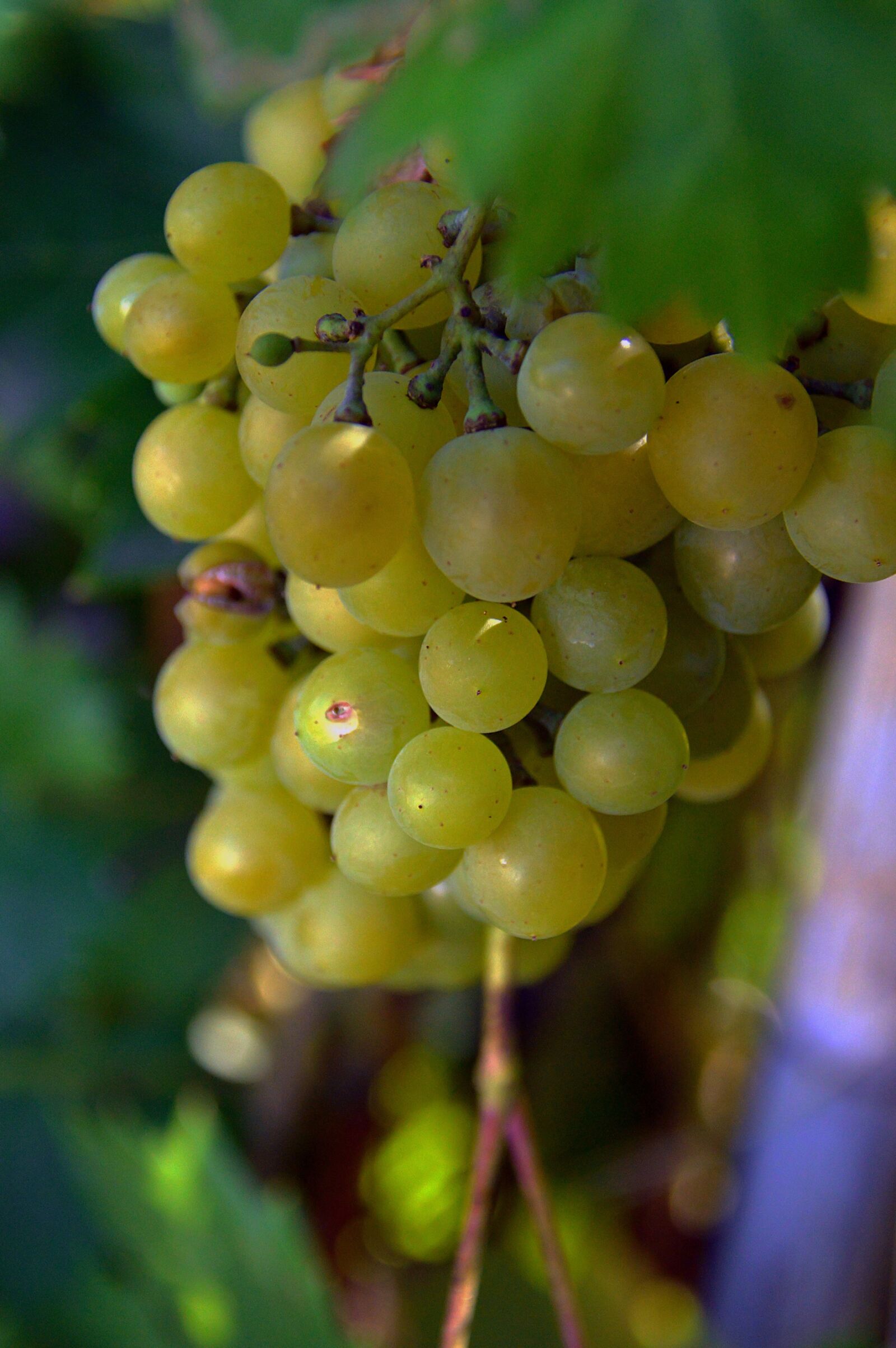 Nikon D3200 sample photo. Grape, red grapes, fruit photography
