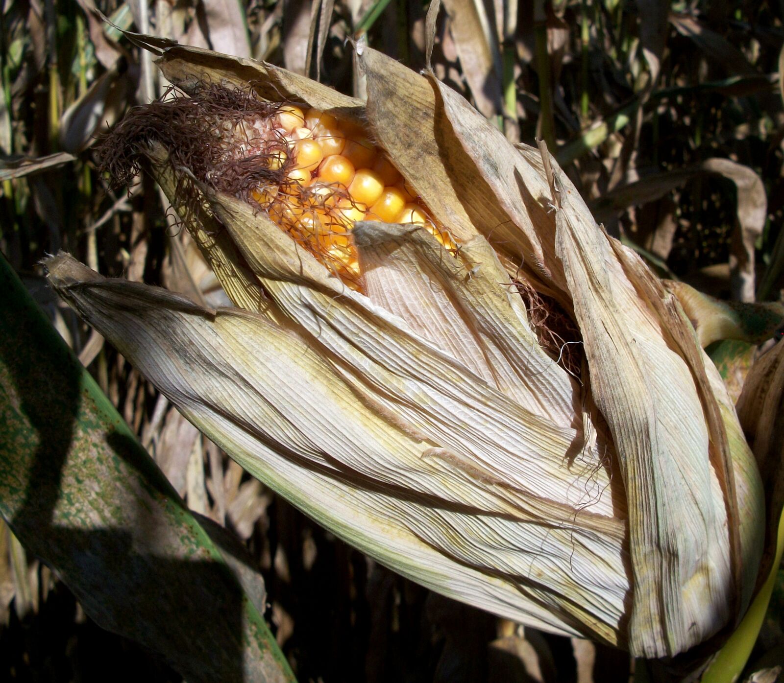 Kodak EASYSHARE M340 DIGITAL CAMERA sample photo. Corn, plant, agriculture photography
