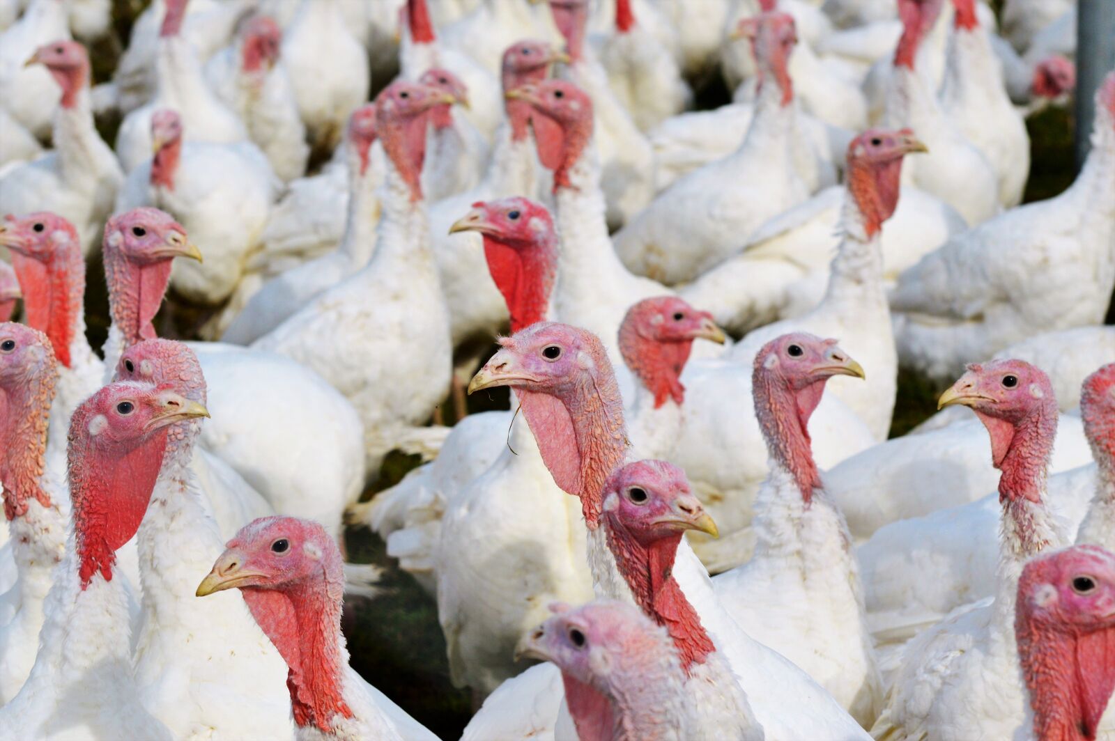Nikon D3200 sample photo. Turkeys, birds, plumage photography