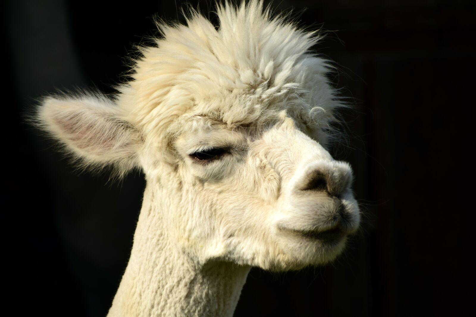 Nikon D3300 sample photo. Alpaca, head, animal photography