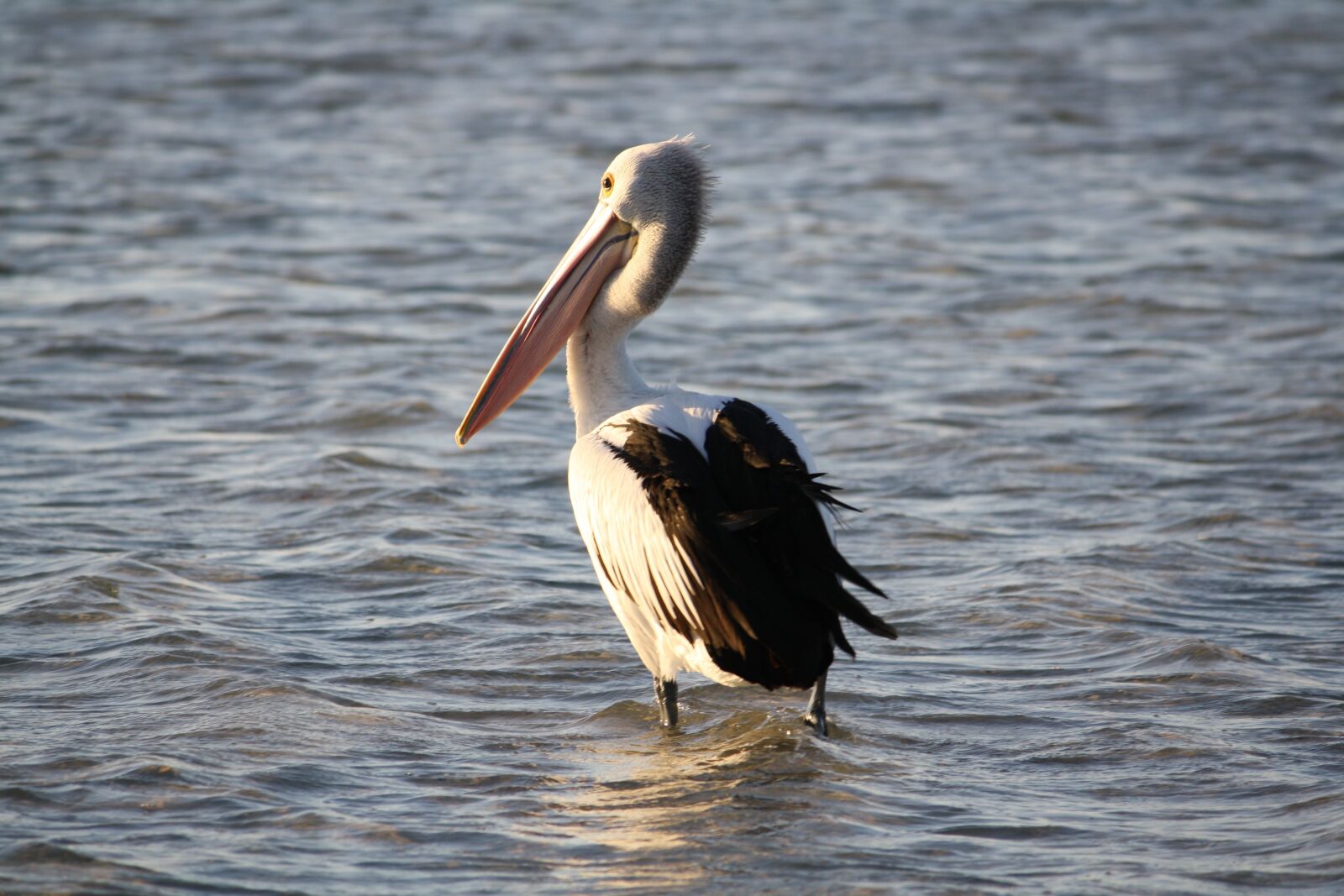 Canon EOS 1000D (EOS Digital Rebel XS / EOS Kiss F) sample photo. Pelican, beach, sea photography