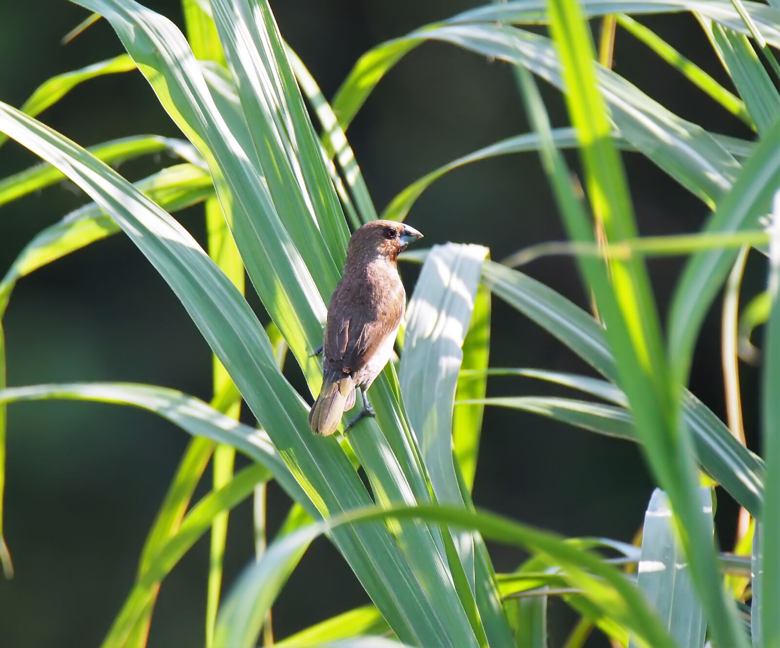 Olympus OM-D E-M1 sample photo. Bird, wild, wildlife photography