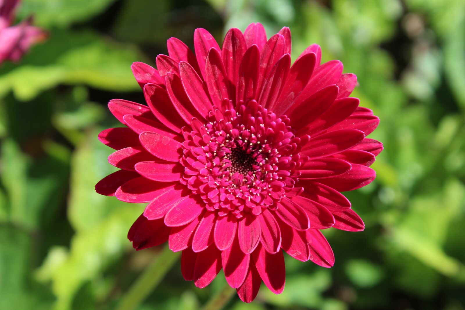 Canon EOS 1200D (EOS Rebel T5 / EOS Kiss X70 / EOS Hi) sample photo. Flower, nature, flora photography
