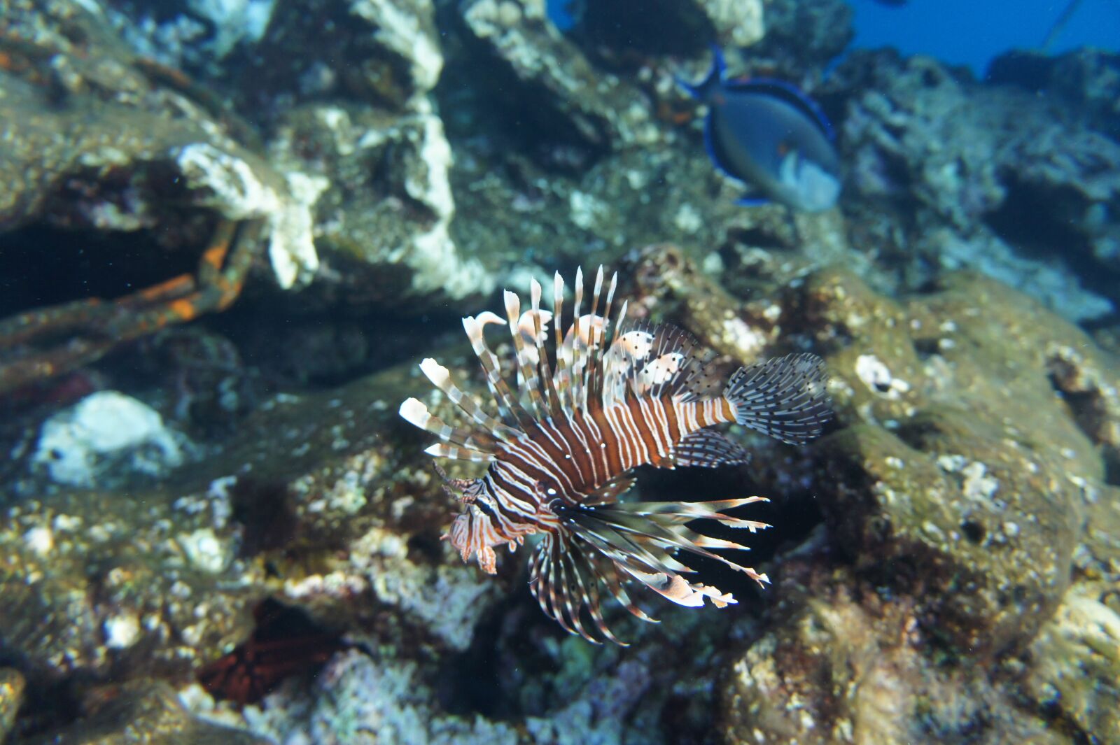 Sony Alpha NEX-3 + Sony E 18-55mm F3.5-5.6 OSS sample photo. Coral, aslanbal g the photography