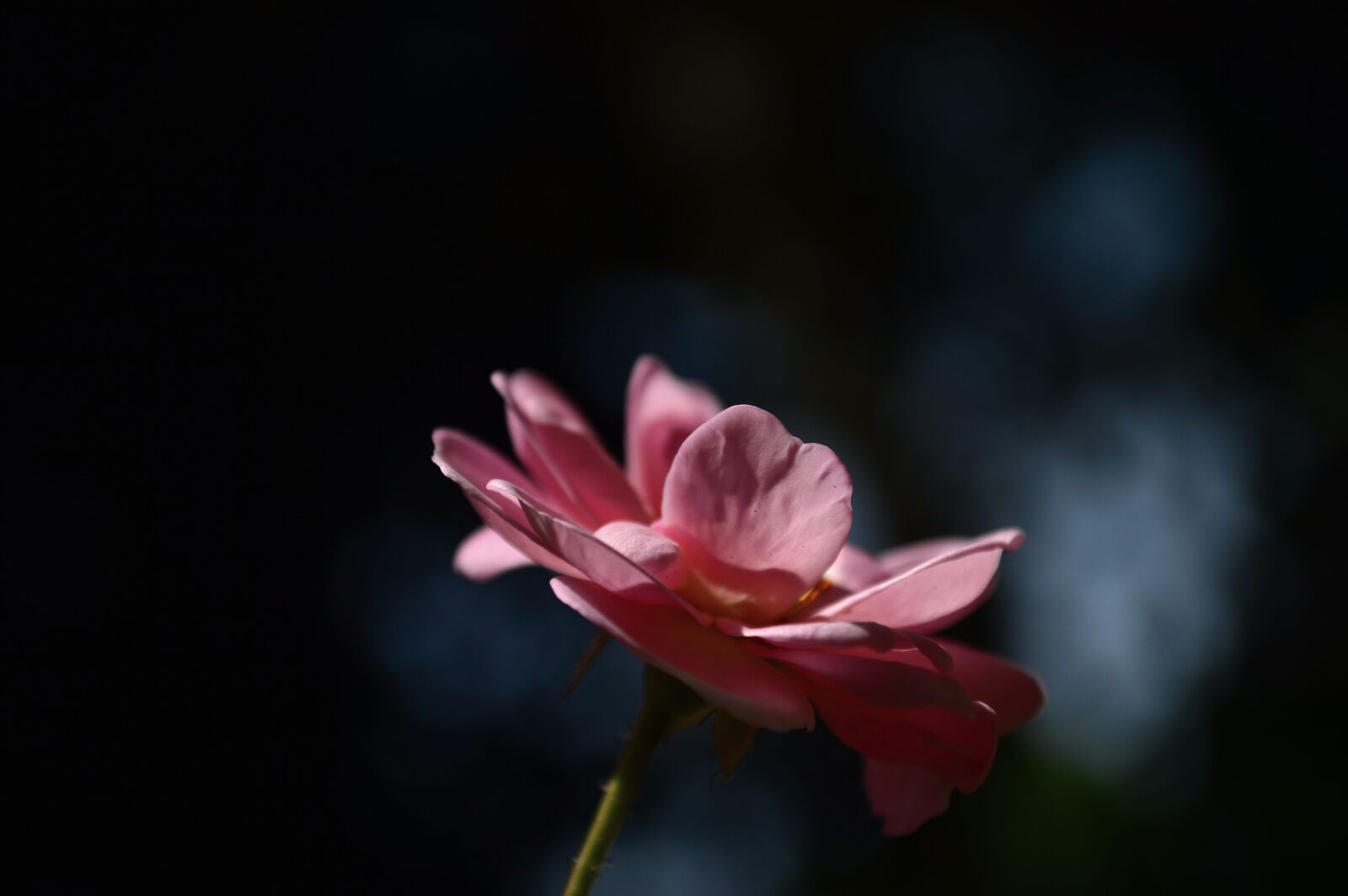 Nikon D3200 sample photo. Rose, green, morning photography