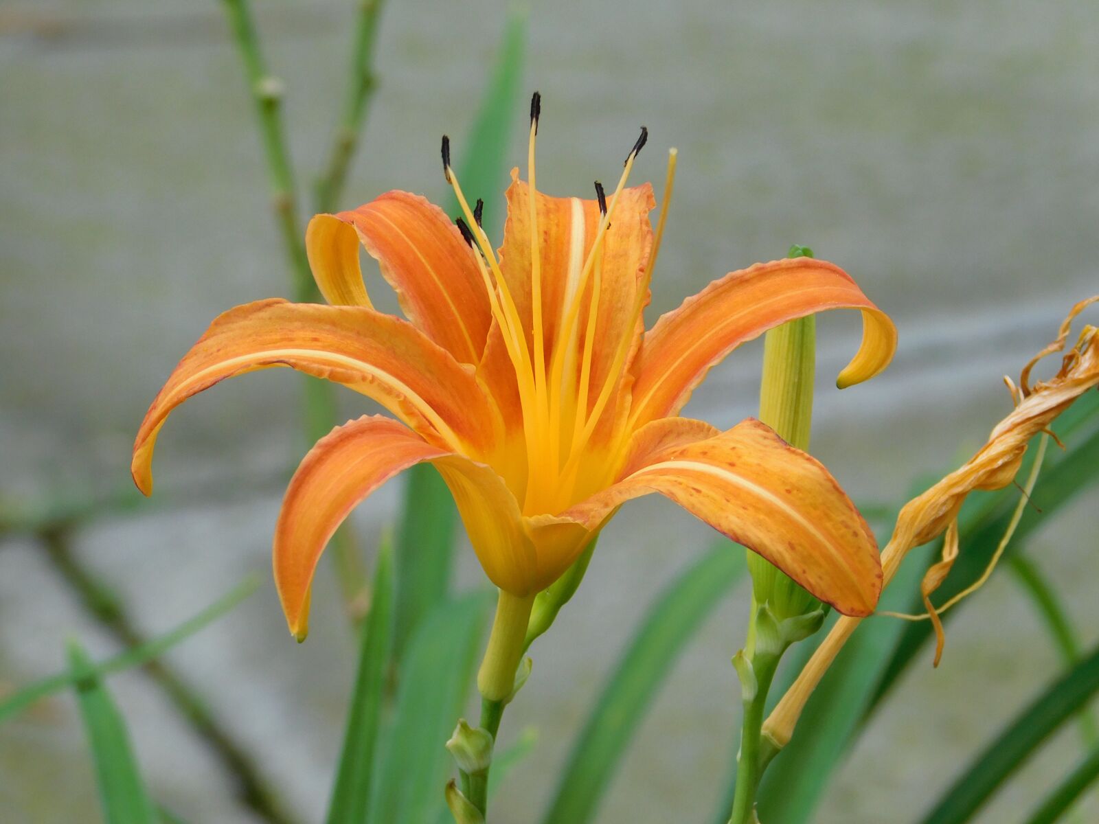 Nikon Coolpix L840 sample photo. Flower, nature, wild photography