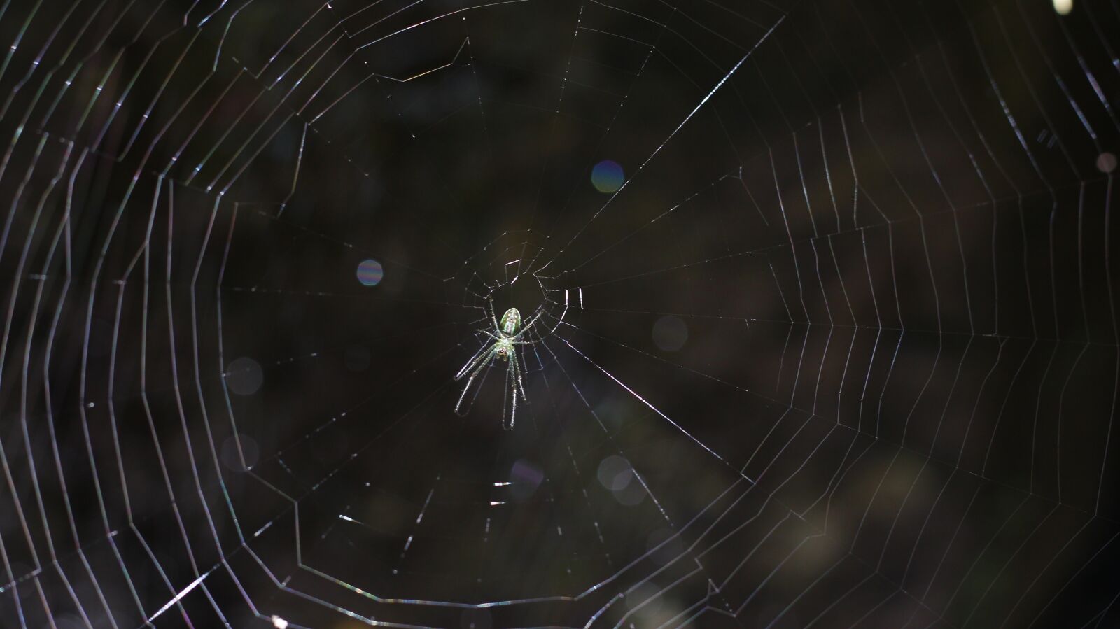 Canon EOS 650D (EOS Rebel T4i / EOS Kiss X6i) + Canon EF 50mm F1.8 STM sample photo. Spider, web, nature photography