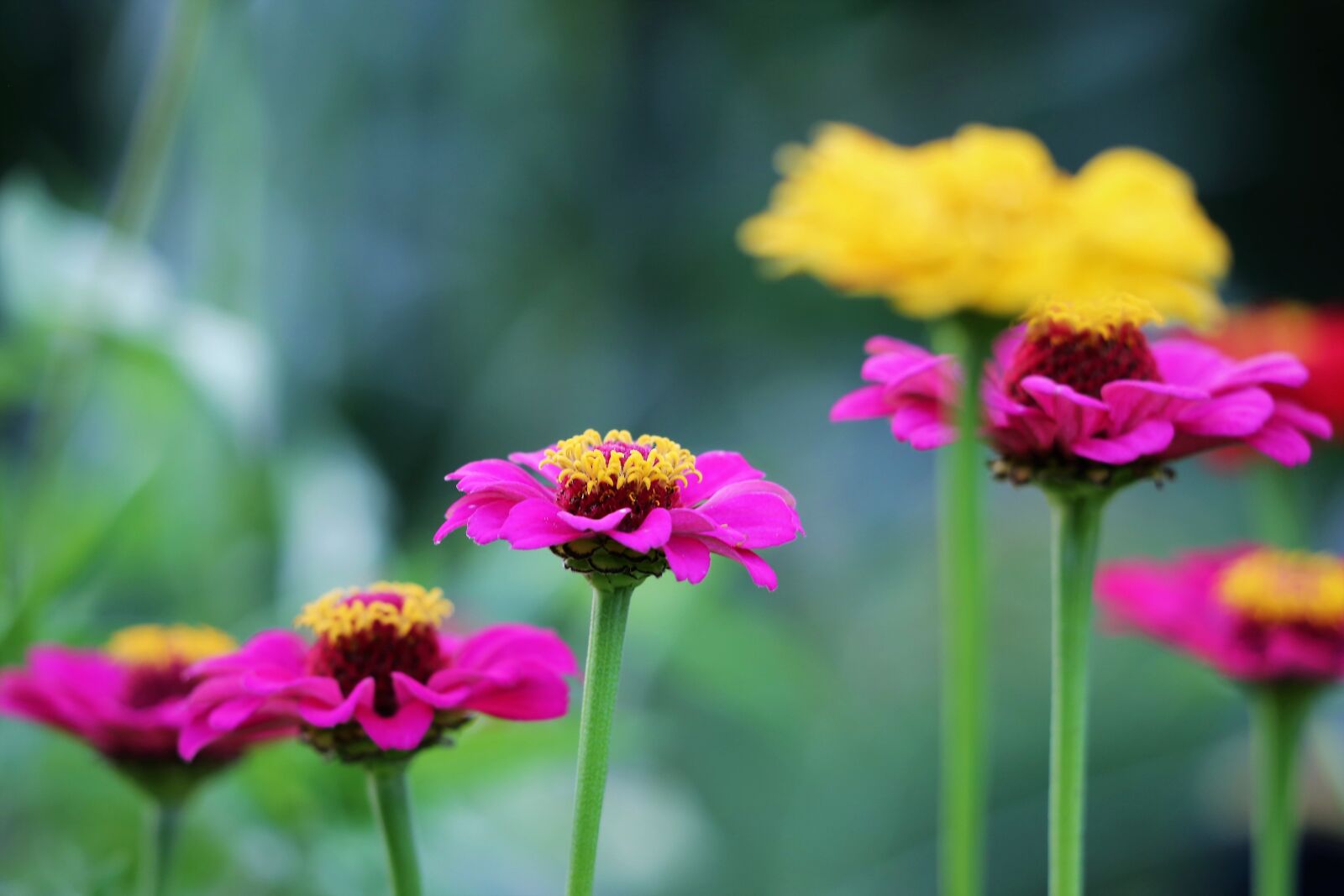 Canon EF 70-300 F4-5.6 IS II USM sample photo. Purple and yellow zinnia photography