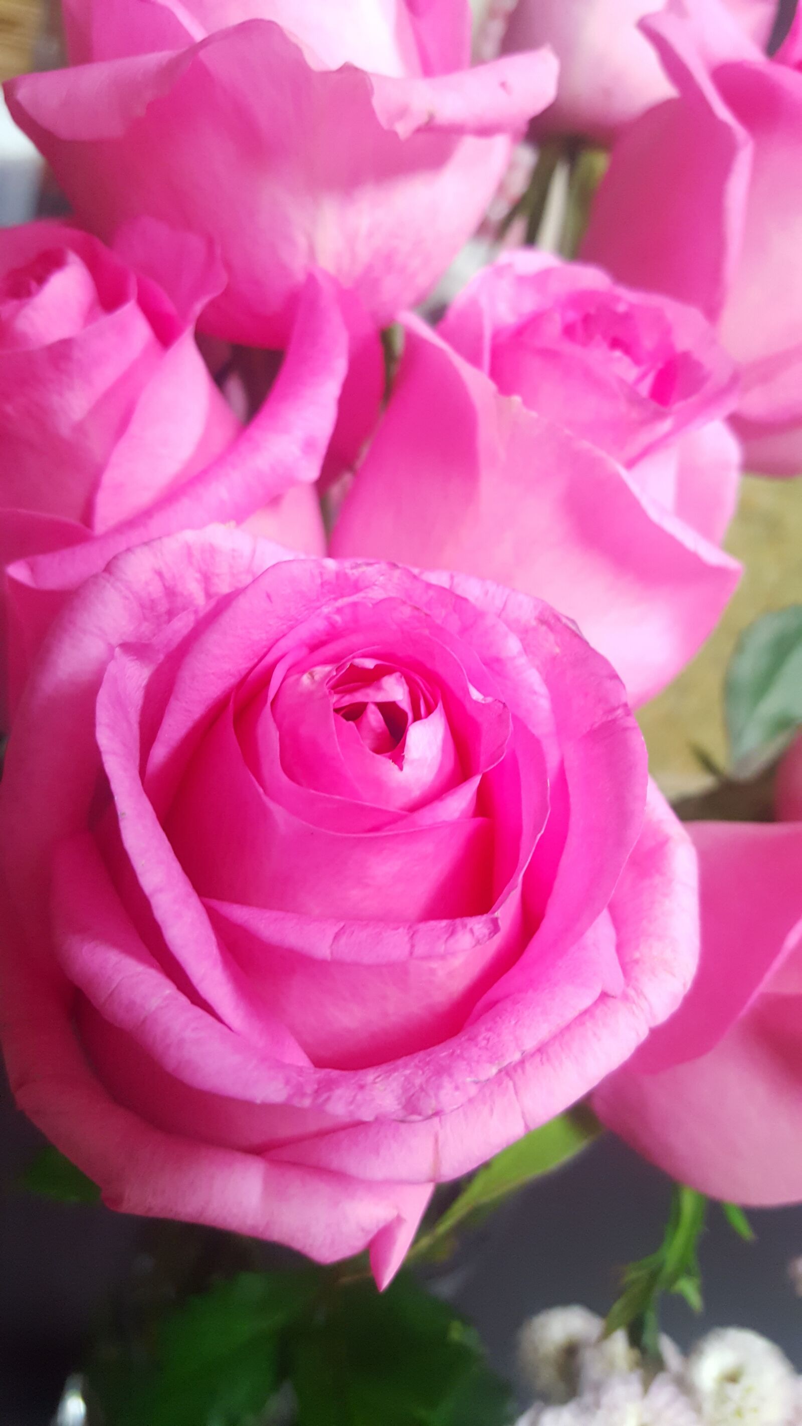 Samsung Galaxy S6 sample photo. Rose, pink, pink flower photography