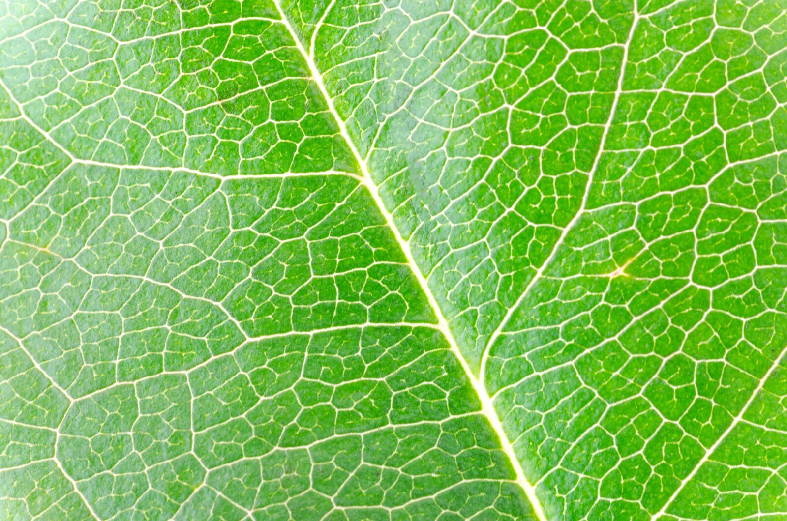 Nikon D5100 sample photo. Macro, isolated, leaf photography