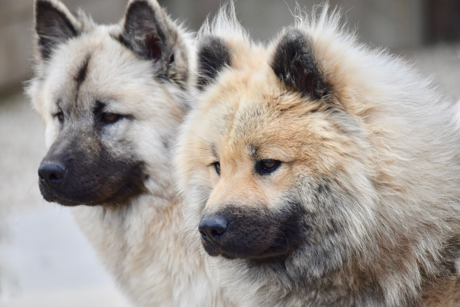 Nikon D5600 sample photo. Dog, dog eurasier, animal photography