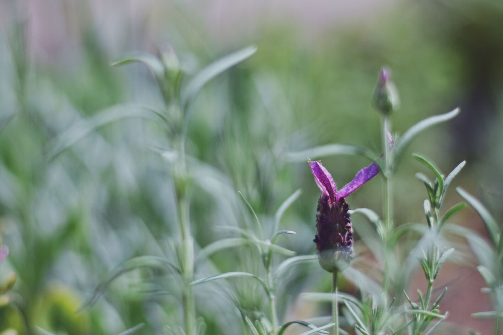 Nikon D7200 sample photo. Closeup, background, oil photography