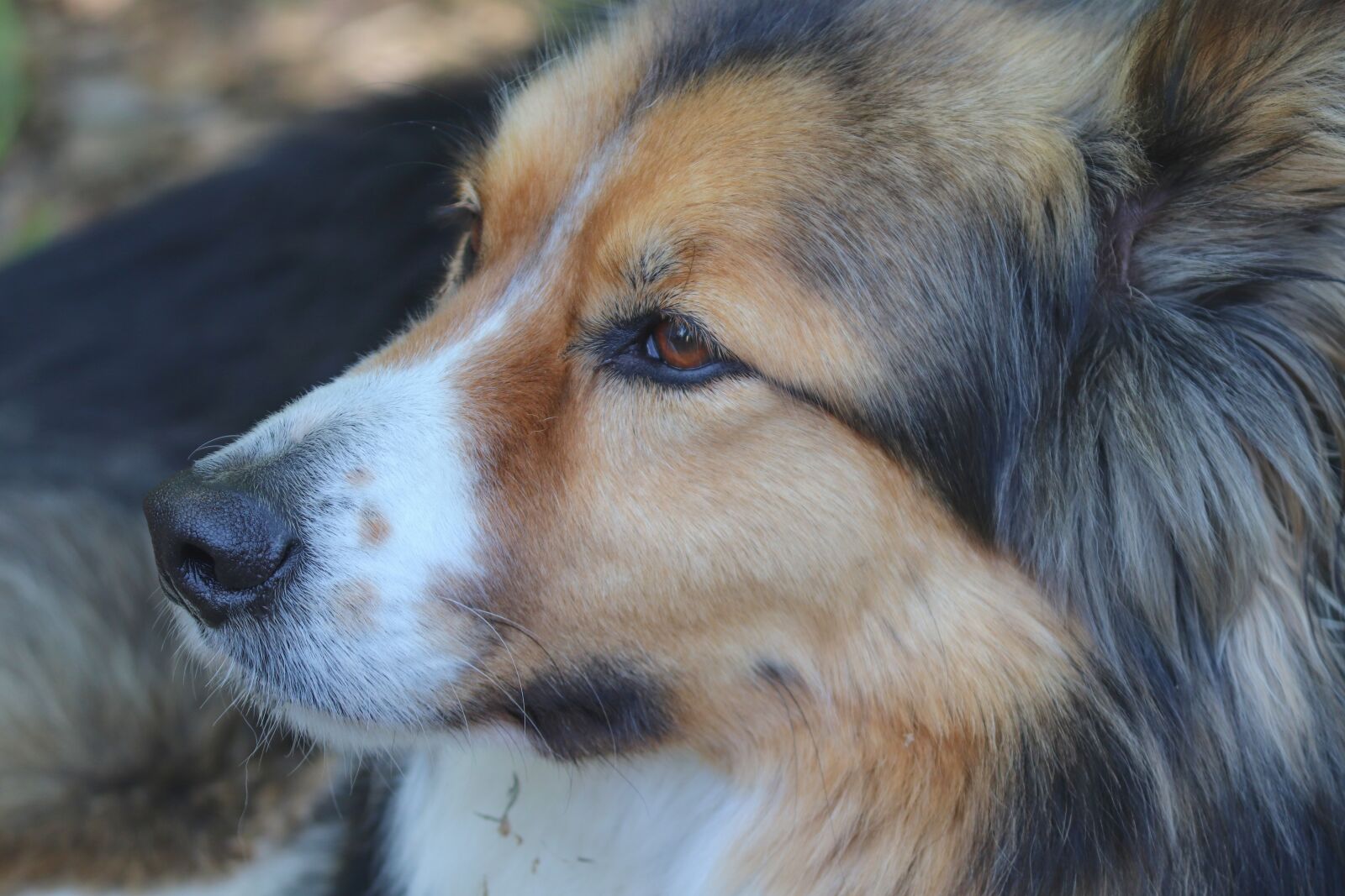 Canon EOS 200D (EOS Rebel SL2 / EOS Kiss X9) sample photo. Dog, hybrid, male photography