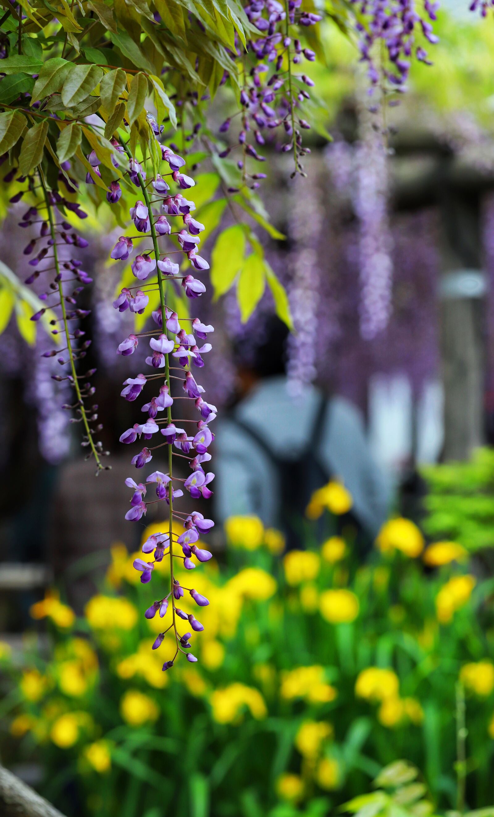 Canon EOS 6D Mark II + Canon EF 100mm F2.8L Macro IS USM sample photo. Chinese wisteria, flower, macro photography
