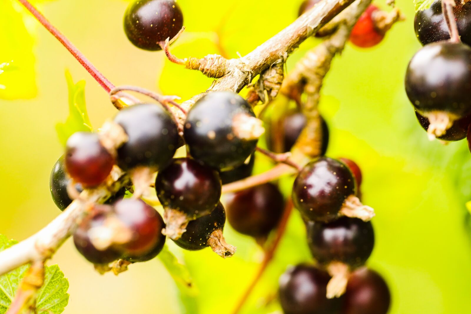 Canon EOS R sample photo. Blackcurrant, berries, fruit photography